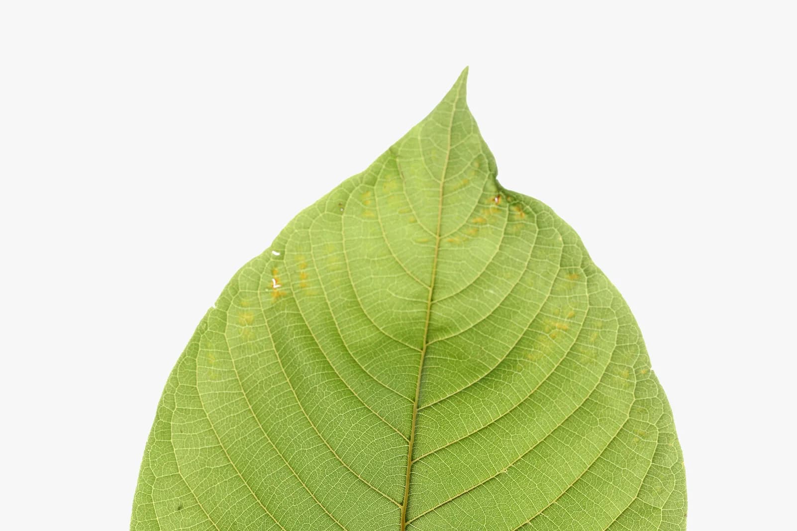 Sip the Best Kratom Tea in Chiang Mai with Friends