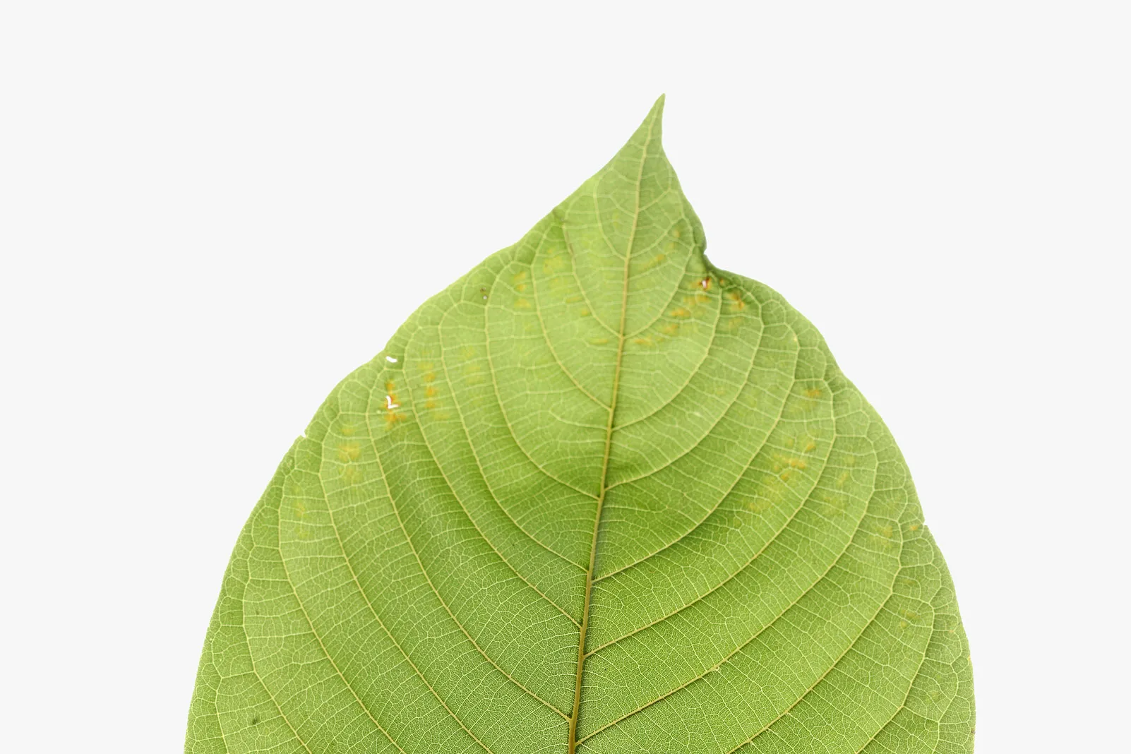 Sip the Best Kratom Tea in Chiang Mai with Friends