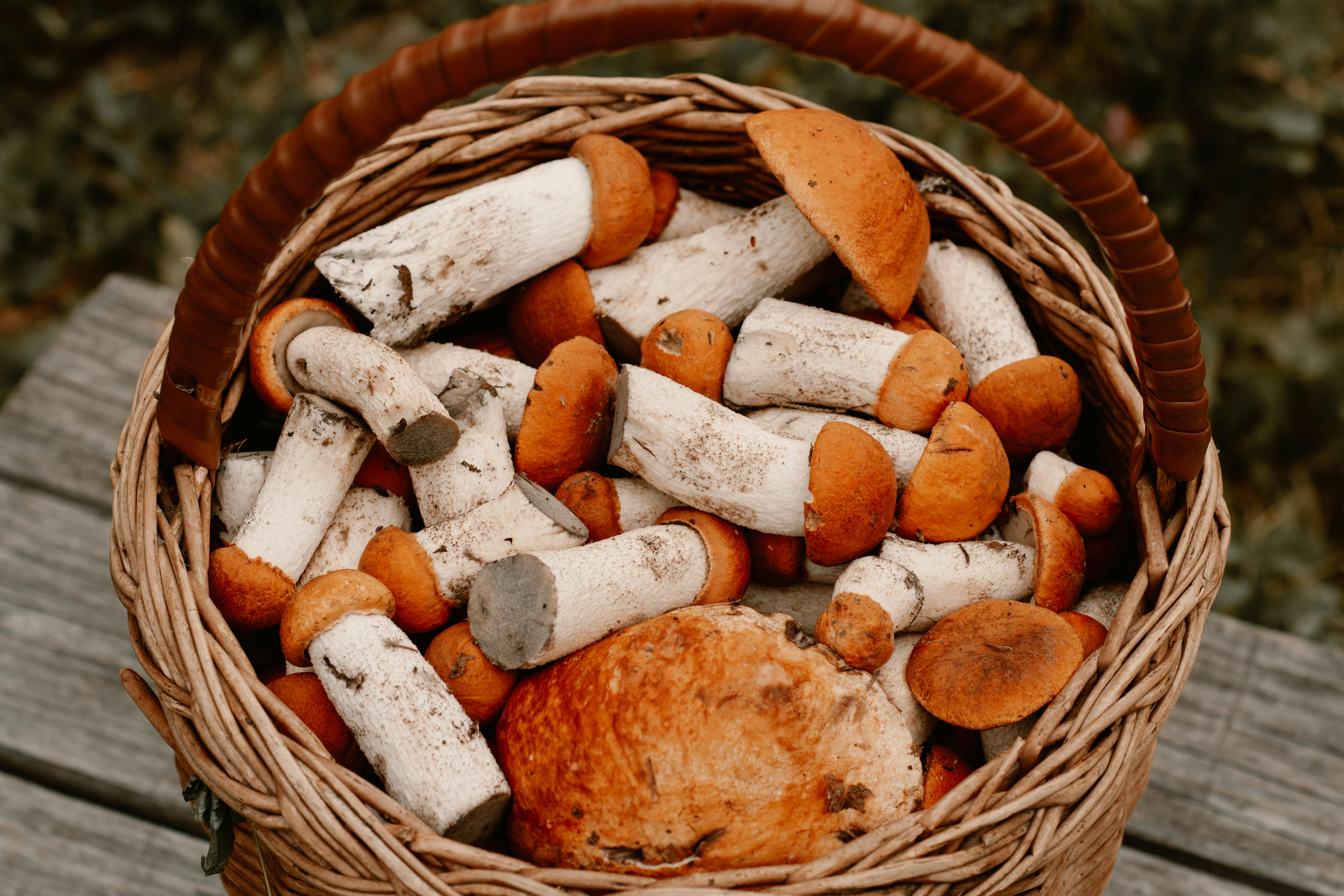 MODERN USES OF MUSHROOMS IN NUTRITION AND COOKING